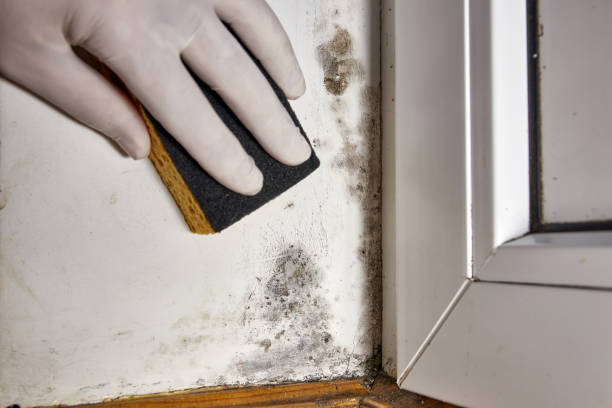 Best Post-Construction Mold Inspection  in Stepping Stone, CO
